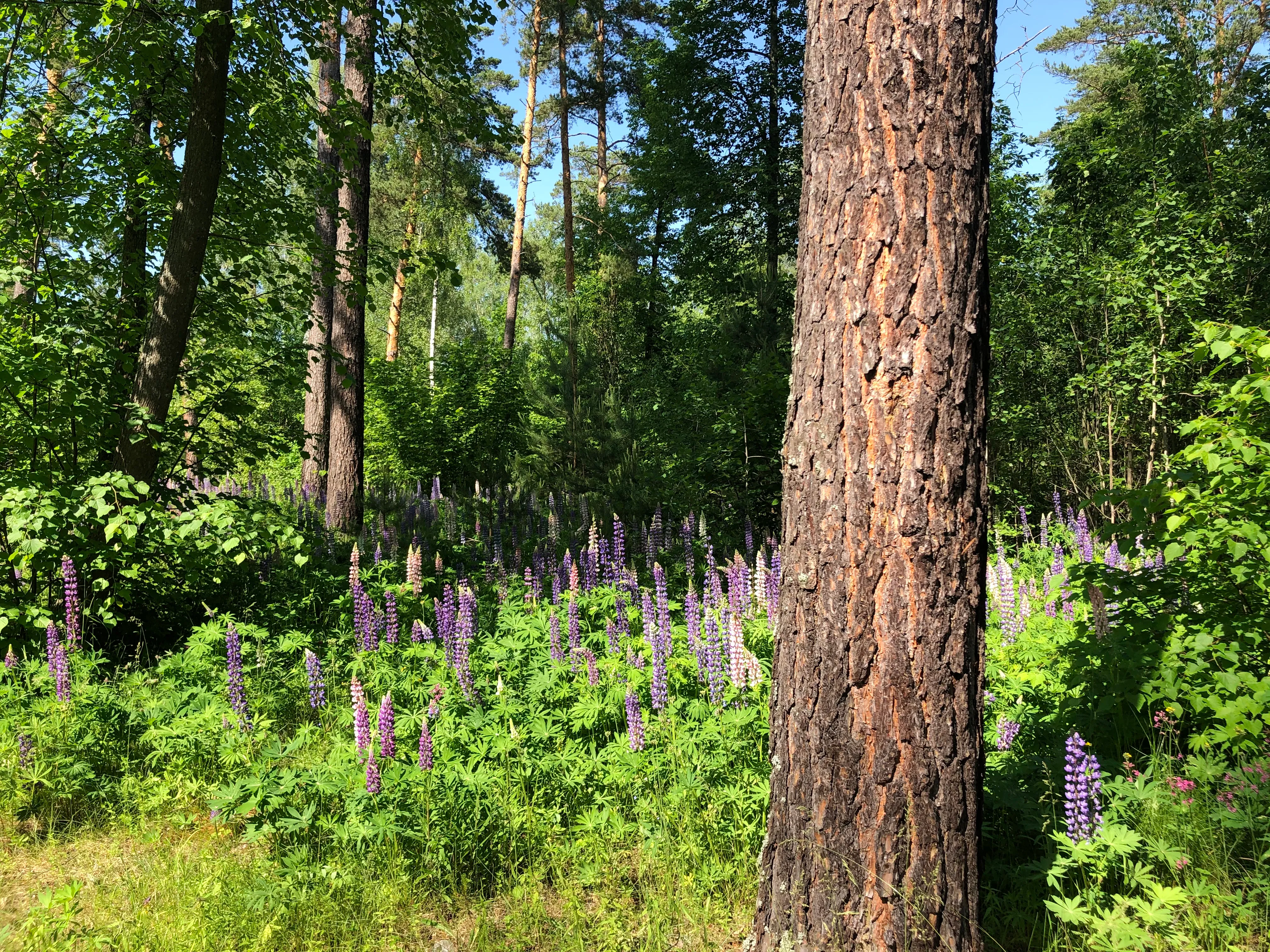 Недвижимое имущество, продается единым лотом, расположенное по адресу: Московская обл., Серпуховский р-н
